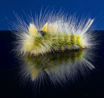 毛毛虫，毛茸茸，多刺，关闭，书径游走