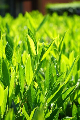 叶子，绿色，背光，浅绿色，绿色阴影