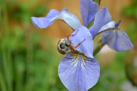 金龟子，五月虫，斯班甲虫，米切玛多