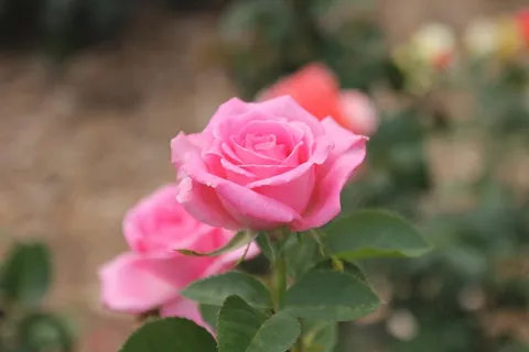 玫瑰,粉红色的玫瑰,花,盛开,粉红色,花瓣,花的 玫瑰,粉红色的玫瑰,花,盛开,粉红色,花瓣,花的