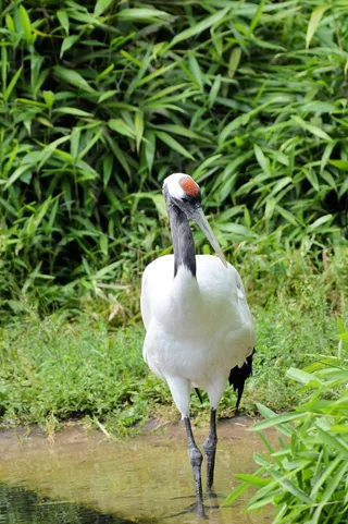 日语，起重机，加冕，鸟，飞，翅膀，羽毛