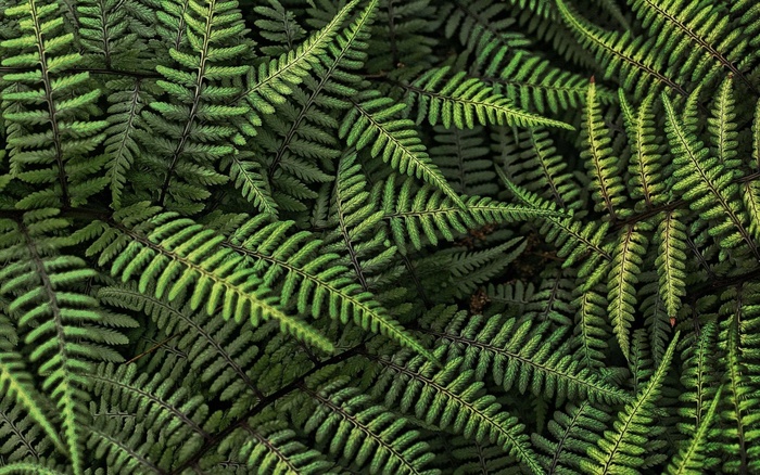 叶子，植物，绿色