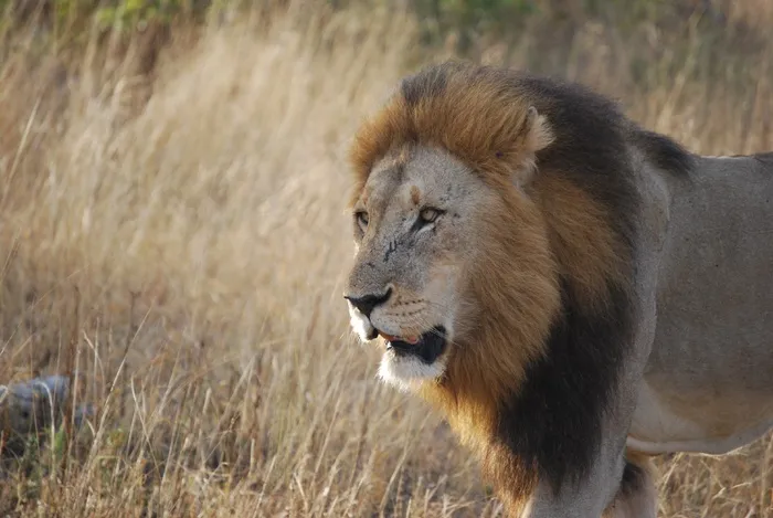 狮子，南非，野生动物园，非洲，野生动物，旅行
