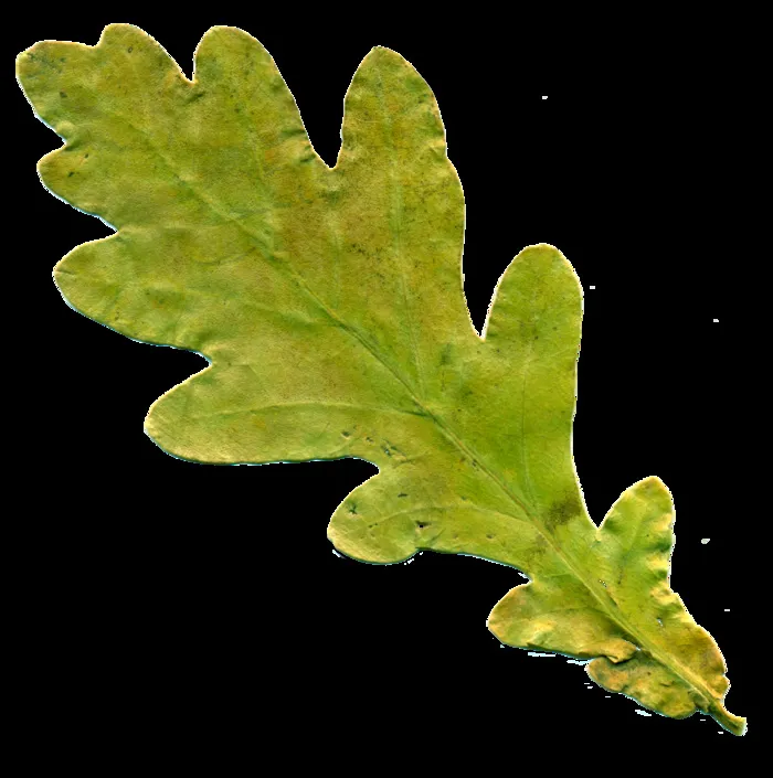 板，橡树叶，泛黄的板，秋季，性质，橡木