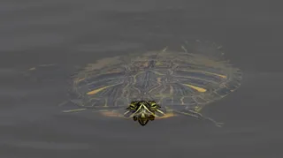 龟，水，水龟，自然，游泳