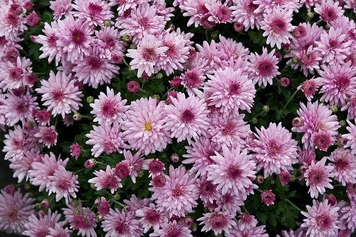 花，菊花，妈妈，花的，植物，花园