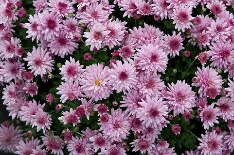 花,菊花,妈妈,花的,植物,花园 花,菊花,妈妈,花的,植物,花园