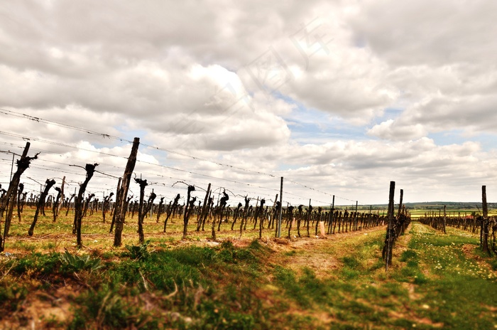 葡萄酒，葡萄藤，地板，葡萄，葡萄种植，葡萄园