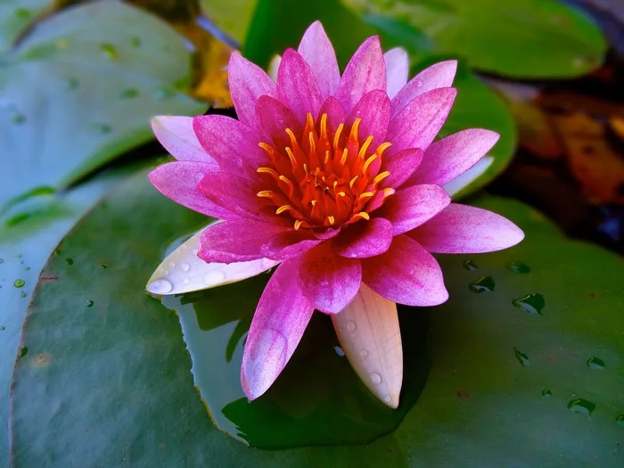 莲花，池塘，睡莲，莲Ne叶