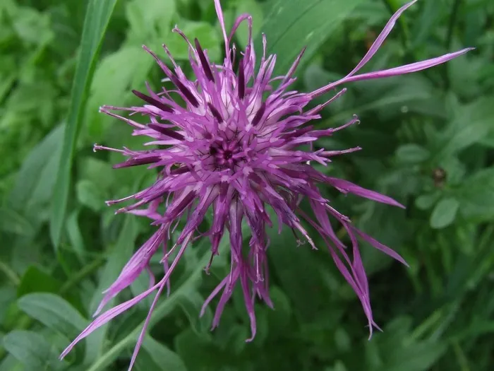 藤本植物，辉煌缺口，紫色，花，开花，盛开