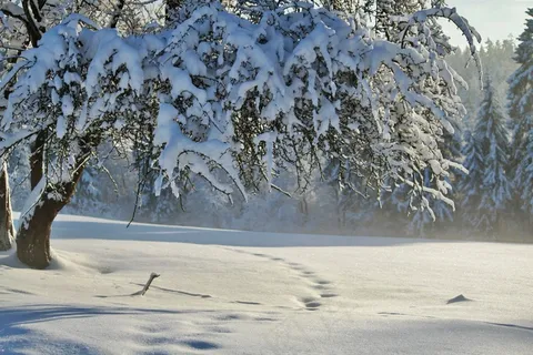冬天,寒冬,雪,冬季魔术,冷,太阳,树 冬天,寒冬,雪,冬季魔术,冷,太阳,树