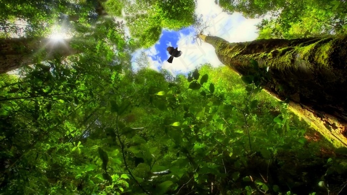 树木，森林，鸟类，植被，绿色