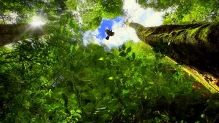 树木，森林，鸟类，植被，绿色