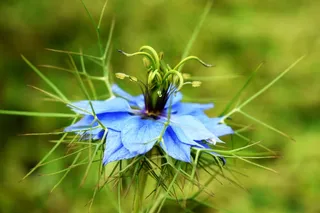 蓝色花，大自然，花园，植物