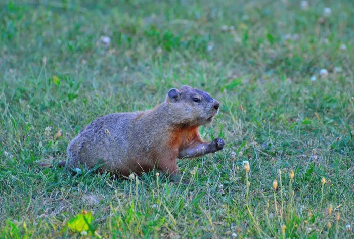 土拨鼠，啮齿动物，动物，野生动物，哺乳动物
