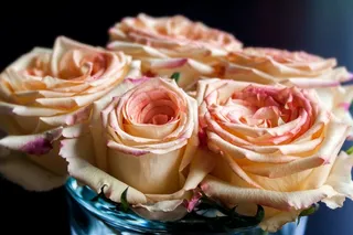 玫瑰，性质，植物，花，绿色，开花，盛开