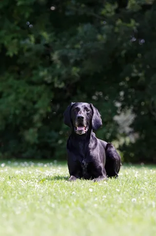 德国短发，猎犬，黑色