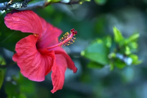 芙蓉花,红色,花,雌蕊,植物,西班牙 芙蓉花,红色,花,雌蕊,植物,西班牙
