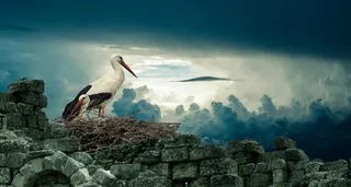 鹳，巢，鸟，自然，野生动物，动物，鸟喙，天空