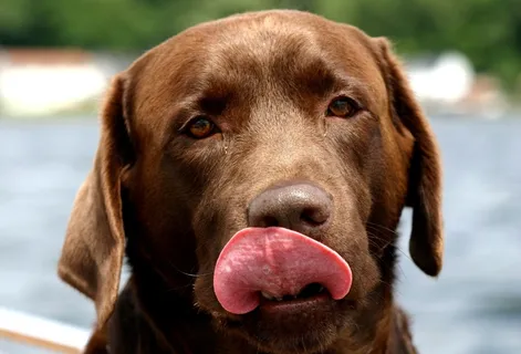 狗,犬,拉布拉多犬,巧克力,舌头 狗,犬,拉布拉多犬,巧克力,舌头