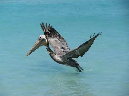 鹈,海洋,古巴,鸟,飞行 鹈,海洋,古巴,鸟,飞行