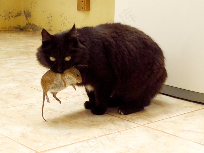 猫，动物，老鼠，狩猎老鼠，小猫，猫