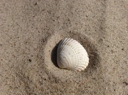 贝壳,沙,海滩,贝壳,沙滩,性质 贝壳,沙,海滩,贝壳,沙滩,性质