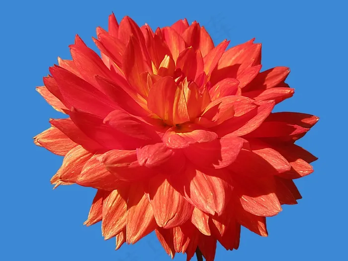 大丽花，鲜花，红色，免费，明亮，隔离，花