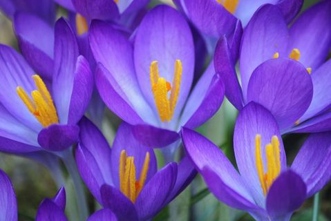 番红花，花，紫色，开花，春，关闭