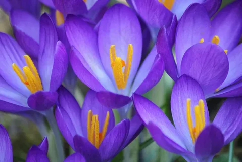 番红花，花，紫色，开花，春，关闭