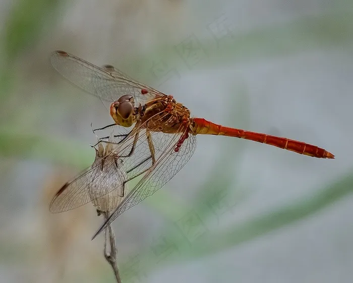 蜻蜓，昆虫，野生，自然，动物，Bug，翼