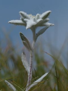 高山雪绒花，普通，雪绒花，蓬松，白色