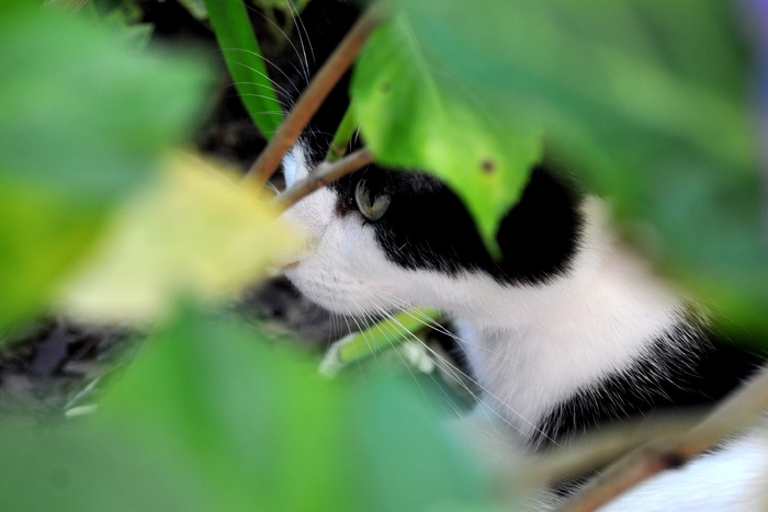 猫，狩猎，动物，Mieze，家猫