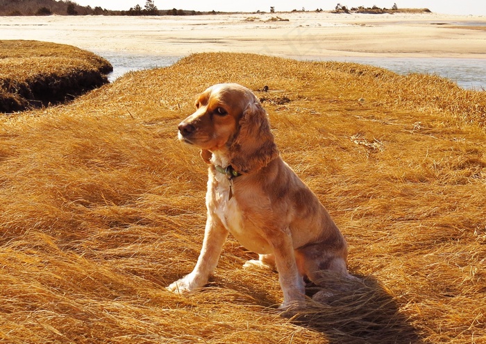狗，可卡犬，海滩，鳕鱼角，可卡犬，犬