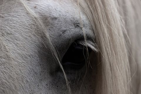 马，眼睛，动物，自然，头，马头，哺乳动物