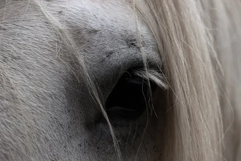 马，眼睛，动物，自然，头，马头，哺乳动物