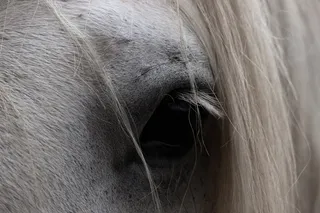 马，眼睛，动物，自然，头，马头，哺乳动物