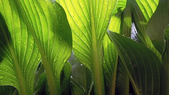 叶子,湿,雨,滴,植物,绿色,透明 叶子,湿,雨,滴,植物,绿色,透明