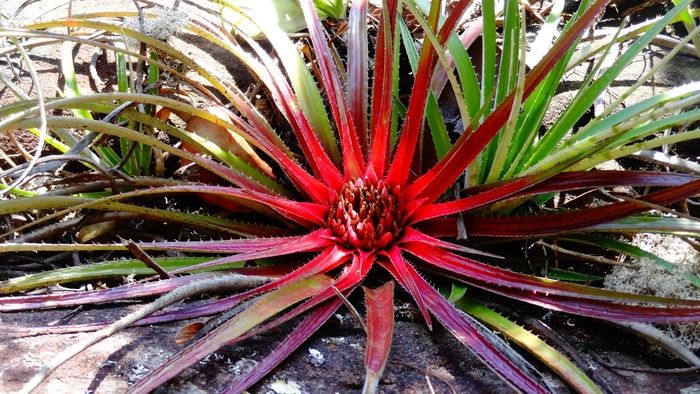 Bromeis，稀有植物，巴西植物，巴伊亚州植物