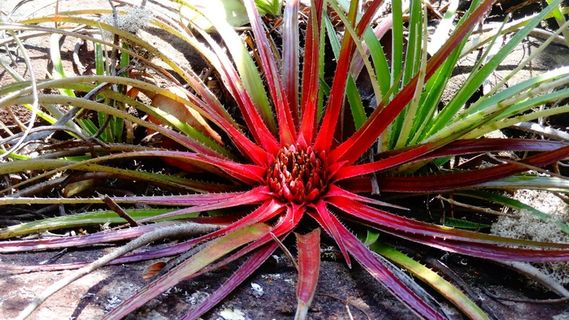 Bromeis，稀有植物，巴西植物，巴伊亚州植物