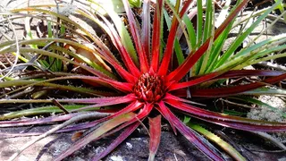 Bromeis，稀有植物，巴西植物，巴伊亚州植物