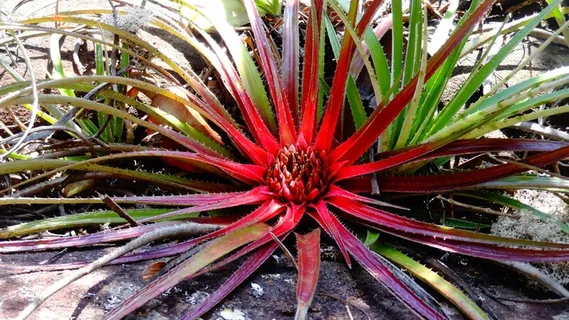 Bromeis,稀有植物,巴西植物,巴伊亚州植物 Bromeis,稀有植物,巴西植物,巴伊亚州植物