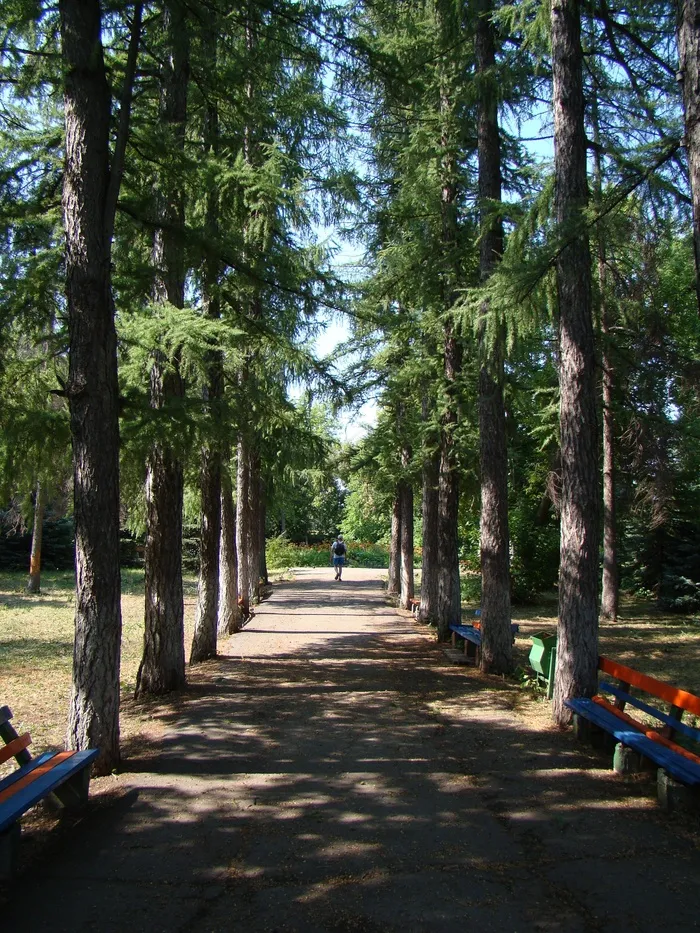 胡同，跟踪，松树，公园，针叶树，树