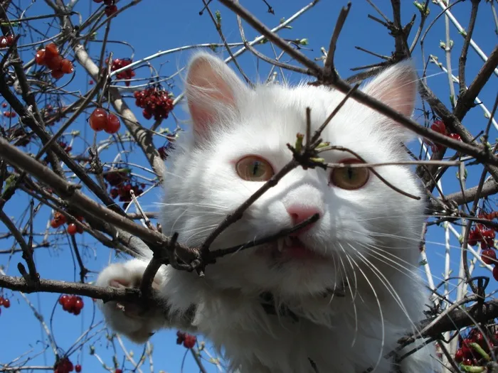 猫，白猫，脸，凝视，寻找，户外