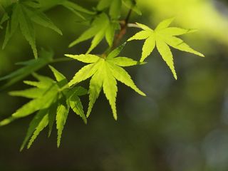 枫，新鲜绿色，绿色，日本枫树，叶子