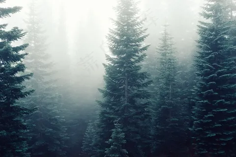 树,阳光森林,雨雾,天空,云杉,森林树木雾有雾