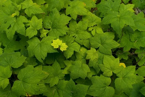 叶子,绿色,叶子,自然,植物,夏天,自然 叶子,绿色,叶子,自然,植物,夏天,自然