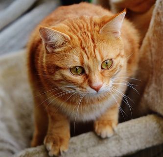 猫，宿醉，红色，可爱，鲭鱼，虎，甜