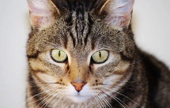 猫，毛皮，Purr，眼睛，肖像