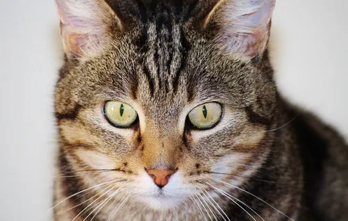 猫,毛皮,Purr,眼睛,肖像 猫,毛皮,Purr,眼睛,肖像